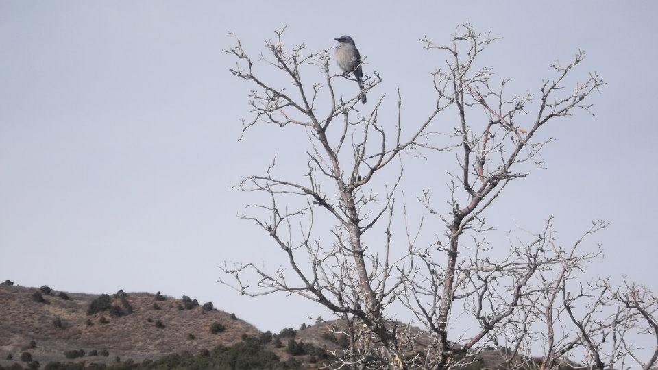 उजाड प्रेम 